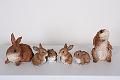 Props-Critters